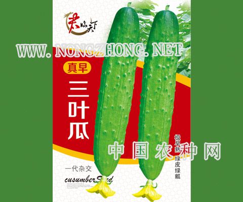 真早三叶瓜